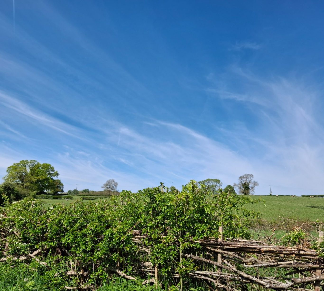 A rustic wooden fence surrounded by lush greenery, with a grassy field and scattered trees beneath a bright blue sky with wispy clouds.