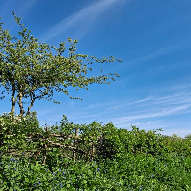 A hedge and grassy verge with vibrant bushes and blue flowers beneath a bright sky with scattered white clouds.